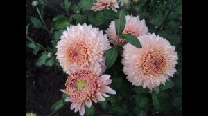 №16 Корейская хризантема Розалинда 9 09 23 г