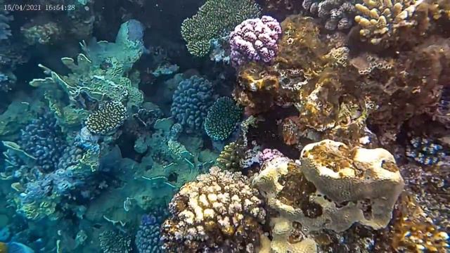 Египет 2021, Шарм эль шейх, красное море. смотреть онлайн