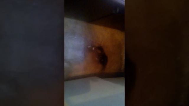 Агрессивный котёнок смотреть онлайн