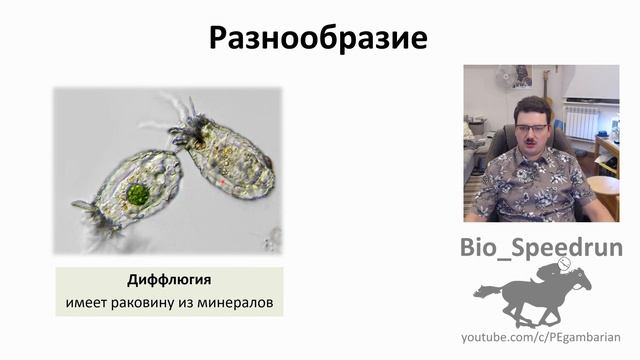 2. Простейшие (Speedrun зоология 7 класс, ЕГЭ, ОГЭ 2021)