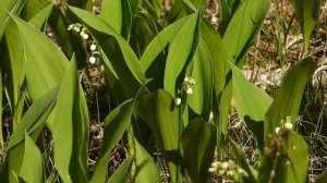 Ландыш. Самуил Маршак.  #Стихи