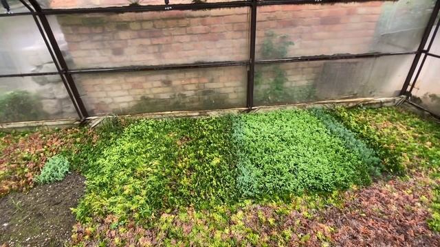 ??ИТОГИ ЧЕРЕНКОВАНИЯ ДЕКОРАТИВНЫХ РАСТЕНИЙ 2023!?? ЧТО БУДЕТ НА ПРОДАЖУ В ЭТОМ ГОДУ ПО ЧЕРЕНКАМ смотреть онлайн