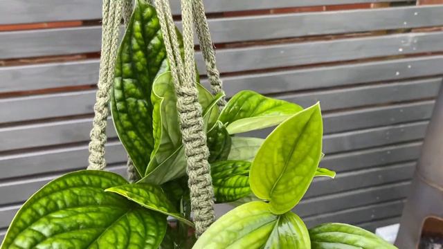 30cm Monstera Peru Hanging | Epipremnum Marble Plant | House Plant | 15cm Pot | 30cm Height смотреть онлайн