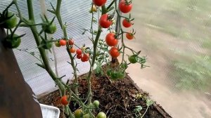 Помидоры Шоколадный полосатый, Волшебный каскад и Хурма.