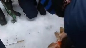 Ловля сазана на балансир