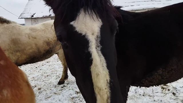 ЛОШАДИ/ ВОРОНАЯ КОБЫЛКА ПРОСИТСЯ ЧТОБ МЫ ЕЁ КУПИЛИ смотреть онлайн