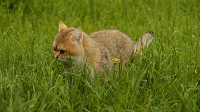 Смешные британские котята играют друг с другом, прятки в траве - Funny Cat Videos смотреть онлайн