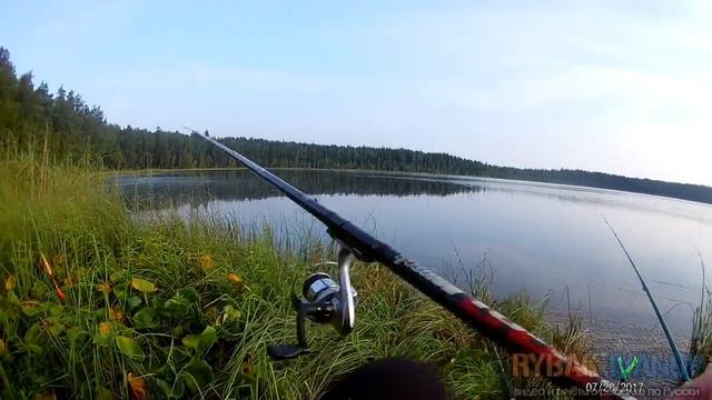 Карась на манку. Рыбалка летом с поплавочной удочкой. смотреть онлайн