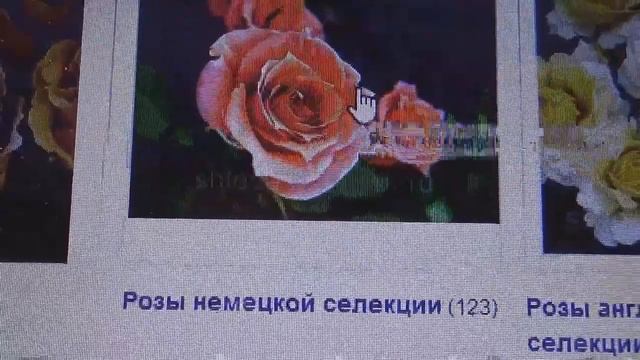Питомник Оксаны и Сергея Штепа.Что знаете о нем?Жду ваших советов. смотреть онлайн