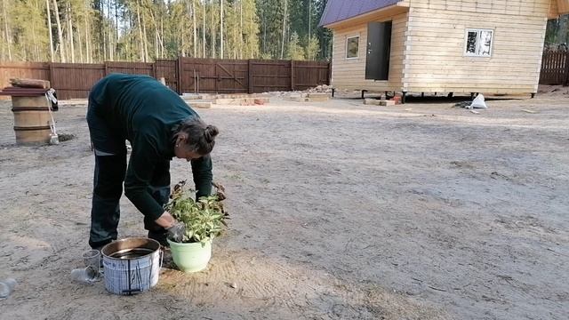 Делаем парник. Садим цветы, кукурузу. смотреть онлайн