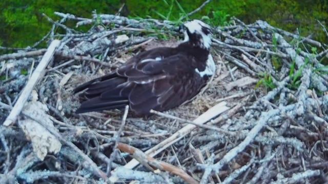 P4130406-проба съёмки с экрана компа на Helios 44-M6 с диафрагмой 