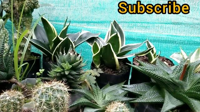 YogShree Nursery From Rungli Rangliot ##Darjeeling## смотреть онлайн