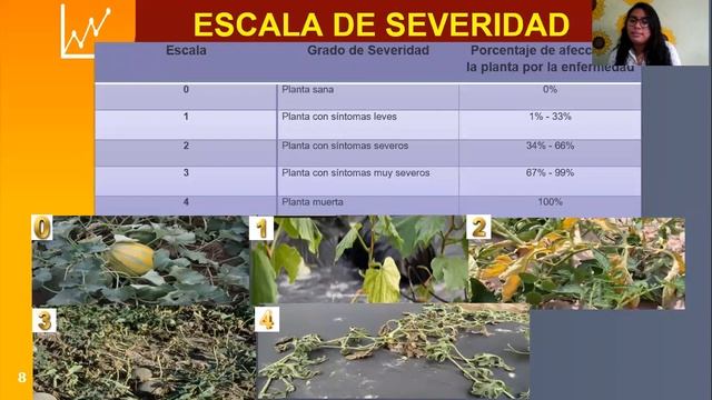 Diagnostico del hongo Fusarium oxysporum FITOPATOLOGIA III смотреть онлайн