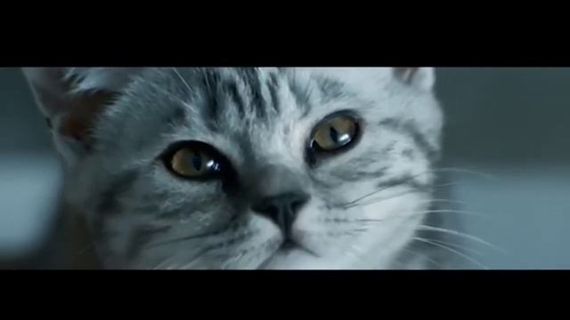 Экранная заставка "Whiskas". "Федеральная Рекламная Группа" смотреть онлайн
