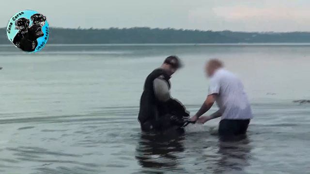 Кане Корсо в воде. смотреть онлайн