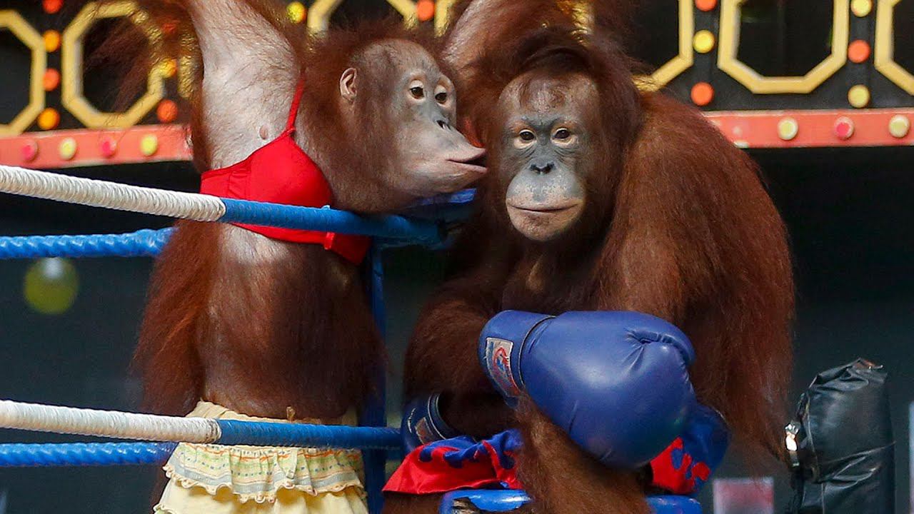 БОКС ОБЕЗЬЯН НА РИНГЕ (шоу орангутанов) смотреть онлайн