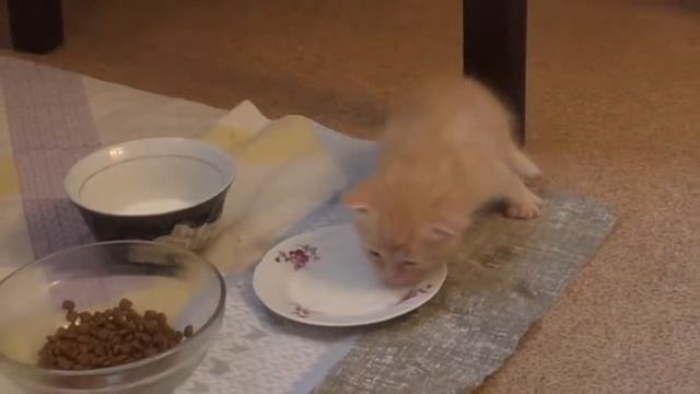 Кошки. 71ч. Котятам 3 недели! Попытка прикорма смотреть онлайн