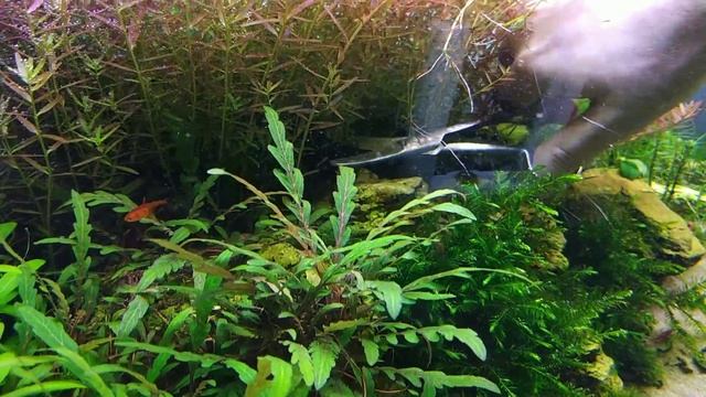 Стрижка аквариумных растений, тримминг. Вабикусы от Непорожнева. смотреть онлайн