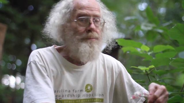 Clerodendrum trichotomum смотреть онлайн