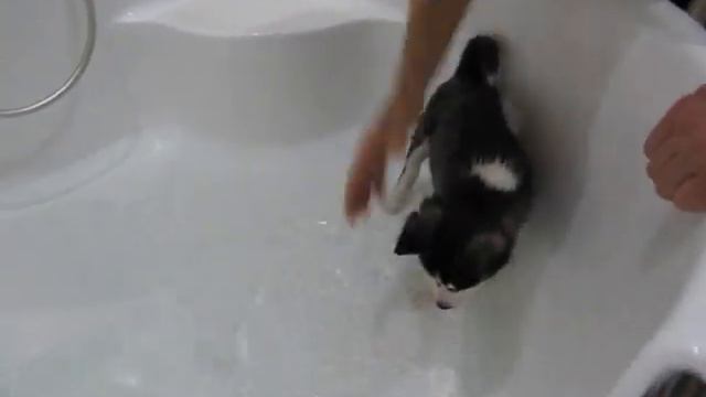 Щенок хаски купается смотреть онлайн