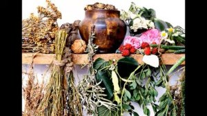 дикорастущих растений правила сбора