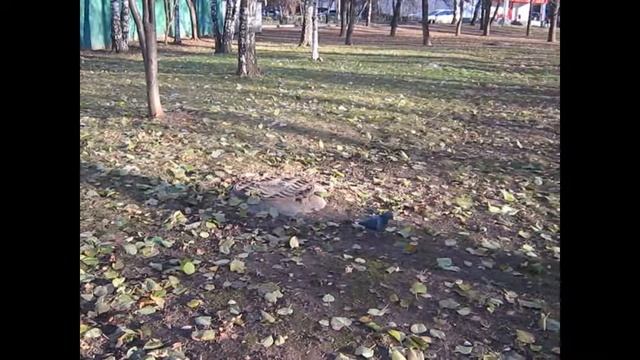 Кормлю городских птиц(вороны,голуби и грач) смотреть онлайн