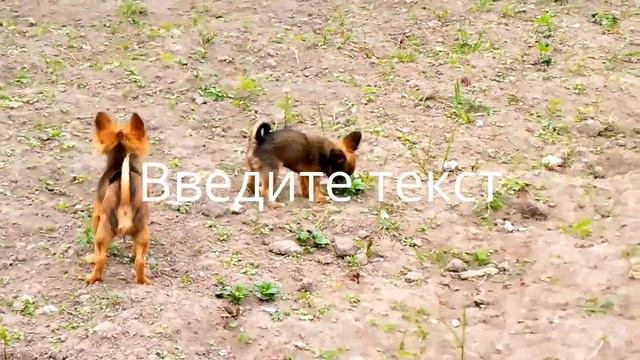 Чихуа щенки - продажа в июне 2017 смотреть онлайн