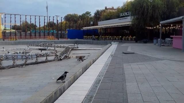 ЧАЙКА И ВОРОНА.Видео снято для одного из моих подписчиков? смотреть онлайн