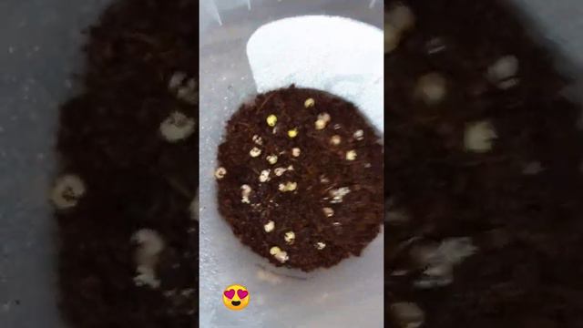 Моя улитка Чип снясла кладку 32 яйца некоторые вылупились!!!🐌🐌🐌❤🥰😍!!! смотреть онлайн