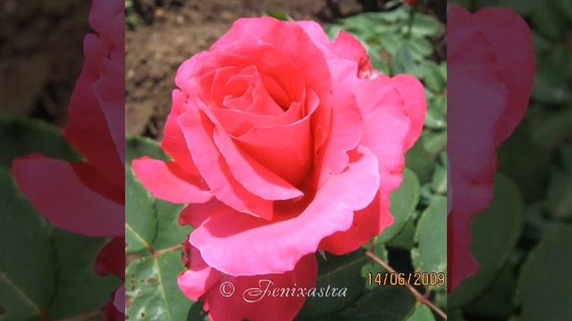 Роза Парад смотреть онлайн