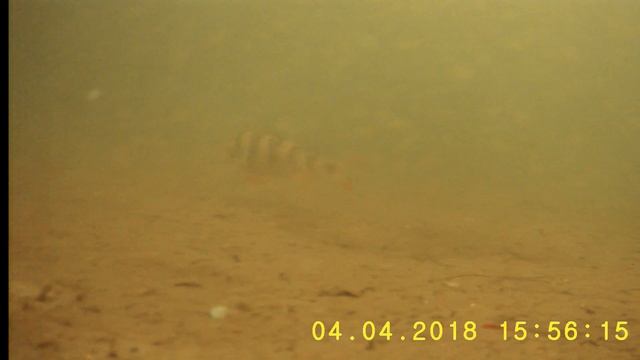 Подводная камера для рыбалки Акула 7" HD смотреть онлайн