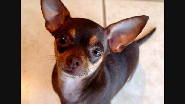 CHIHUAHUA SONG!!!! смотреть онлайн