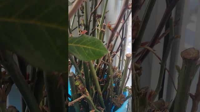 Розы без шипов и полу колючие формы, для размножения. смотреть онлайн