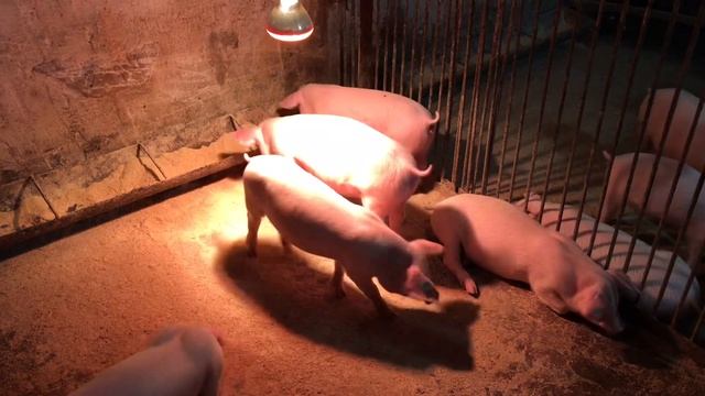 Породи які кращі всього для ВІДГОДІВЛІ?