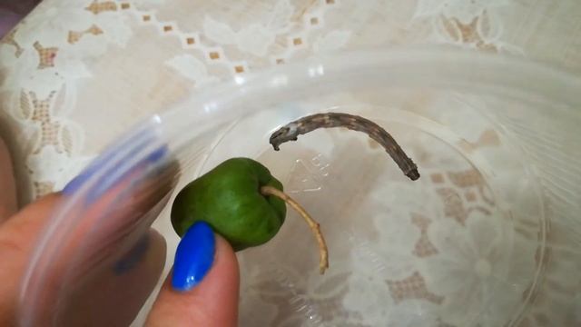 Живая палочка. Изучаем гусеницу из сада. смотреть онлайн