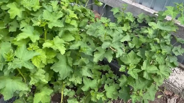 Галловая тля исчезнет ВМИГ если внести это 1 раз под куст. 100% рабочее средство смотреть онлайн