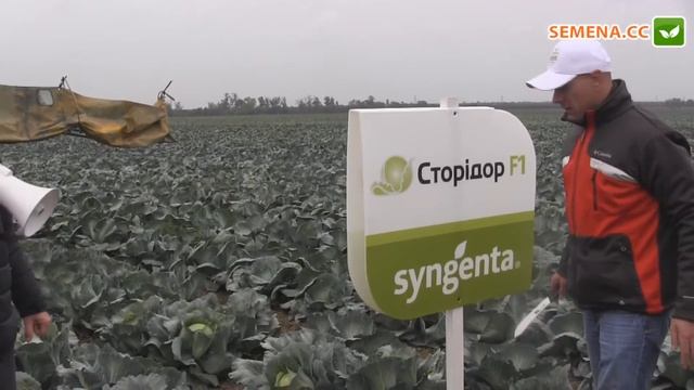 Сторидор F1 капуста (Syngenta) День поля смотреть онлайн