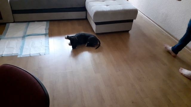 Щенок амстаффа. Усложняем выполнение команд для щенка.