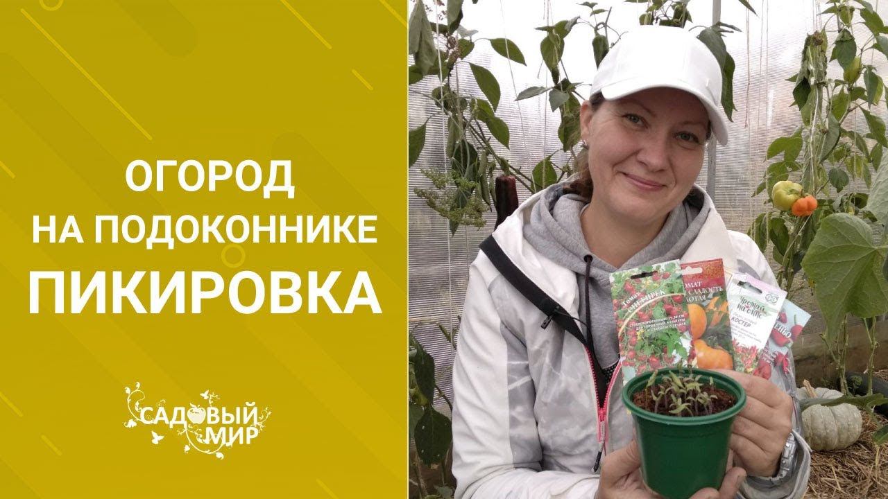 Как вырастить томаты и другие овощи на подоконнике зимой. Мой мини-сад дома смотреть онлайн