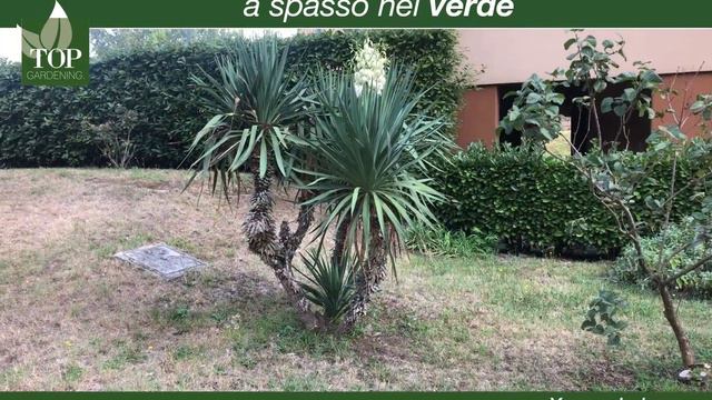 La Yucca in fiore смотреть онлайн
