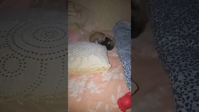 Томик рвёт подушку смотреть онлайн