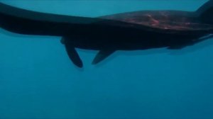 Раджа Ампат в Индонезии - последний рай на земле. Лучшее место для путешественника и дайвинга.