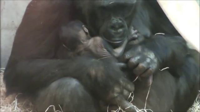 Zoo Stuttgart - Wilhelma: Tuanas Baby (Gorillababy - 1 Tag alt) смотреть онлайн
