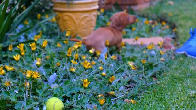 Друг человека | Трогательная история про щенка | Животные и люди смотреть онлайн