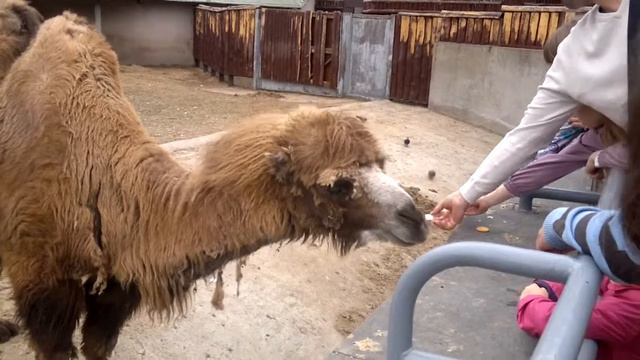 Верблюд. смотреть онлайн