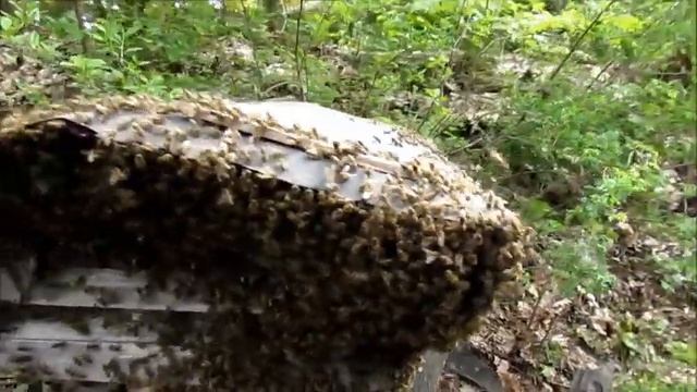 РОЙ летит на ПАСЕКУ мою, ПЧЁЛАМ здесь живётся, как в РАЮ!?????????