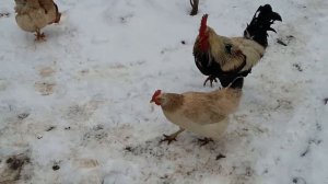 Яйценоскость, выносливость, всеяднось. Куры Загорские лососевые с сильным иммунитетом.