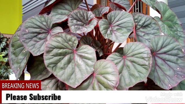 Nature Lovers Purple begonia смотреть онлайн