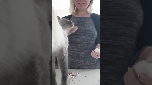 Кошка Пупусик не дает нормально готовить еду. смотреть онлайн