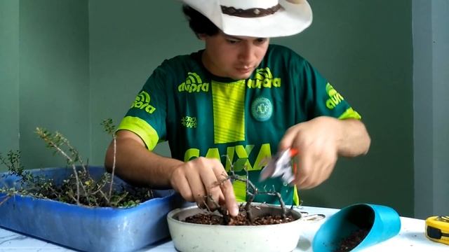 Haciendo un bosque de Cotoneaster horizontalis - Bonsai Ecuador смотреть онлайн
